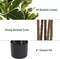 Artificial Rubber Tree Plant 6ft Tall Faux Ficus Tree Potted Fake Tropical Plants Decorative House Plants Large Floor Plants Artificial Trees for Home Office Store Room Decor